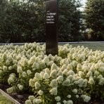 Hortenzia metlinatá (Hydrangea paniculata) ´LIVING LITTLE PASSION´® by LIVING CREATIONS® výška 20-30 cm, kont. C1,5L